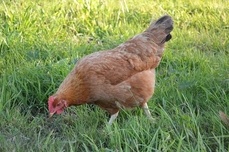 CC0 Public Domain via Pixabay