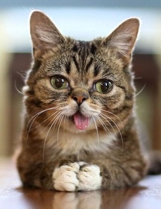 Crédit à l'auteur: Iamlilbub [CC-BY-SA-3.0 (http://creativecommons.org/licenses/by-sa/3.0)], via Wikimedia Commons