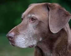 Par Trevor Hurlbut (Flickr: noah (1 of 1)) [CC BY 2.0 (http://creativecommons.org/licenses/by/2.0)], via Wikimedia Commons