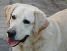 Vous avez un chien ? C'est par ici.