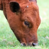 CC0 Public Domain via Pixabay