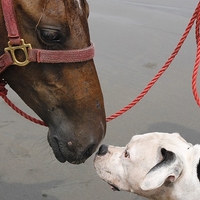 Image par TULIA COLOMBIA TORRES HURTADO de Pixabay