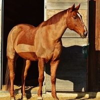 CC0 Public Domain via Pixabay