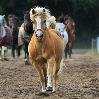 CC0 Creative Commons via Pixabay