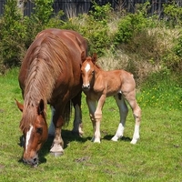 CC0 Public Domain via Pixabay