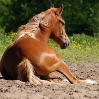 CC0 Creative Commons via Pixabay